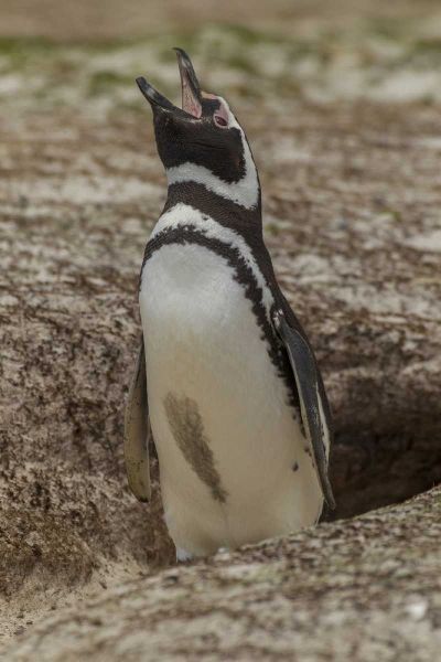 East Falkland Magellanic penguin braying